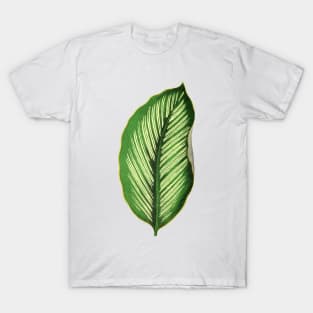 Calathea Ornata Beauty Star - Rothschild T-Shirt